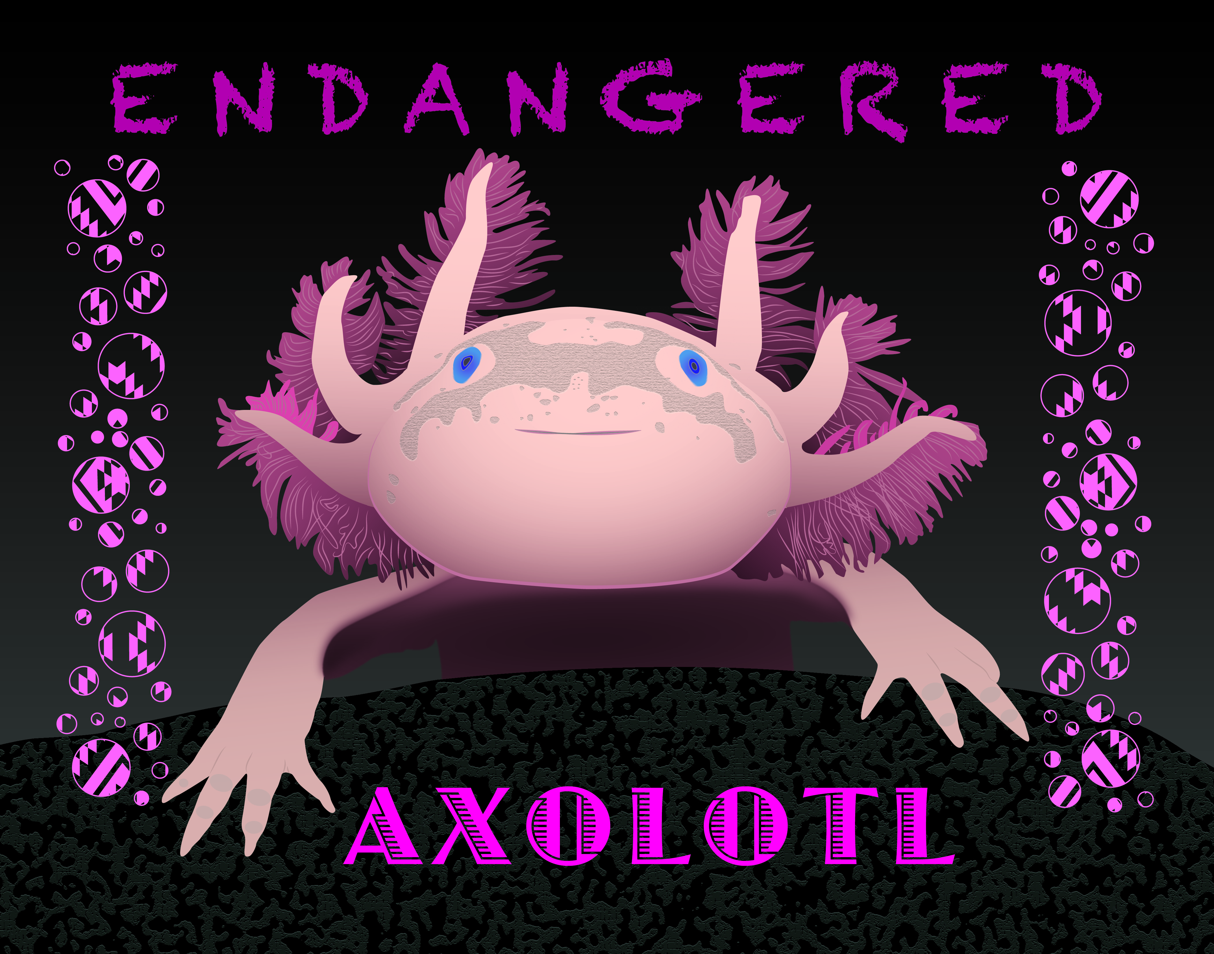 Axolotl